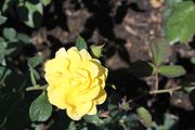 85 - Butchard Gardens  - IMG_1686